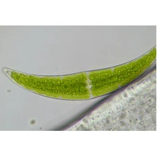 Мікроскоп Bresser Trino Researcher 40x-1000x (5723100)