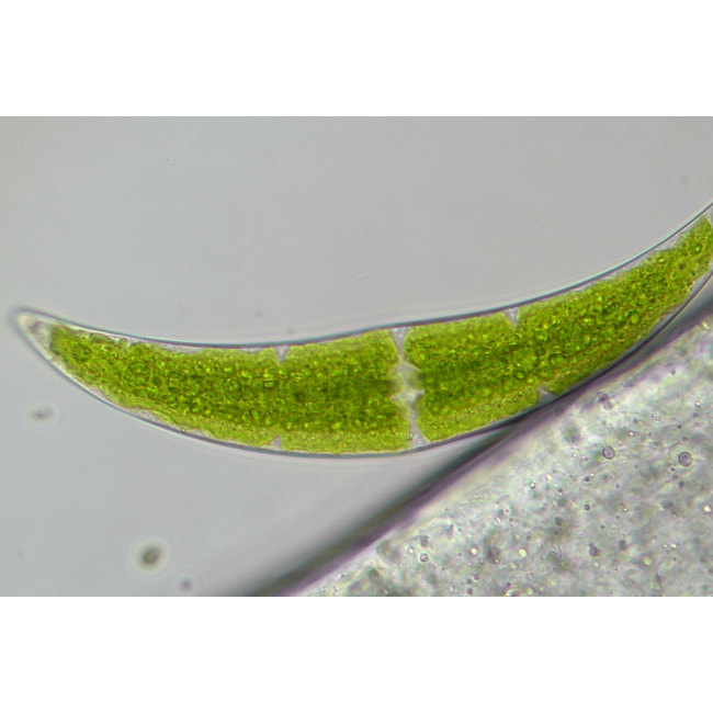 Микроскоп Bresser Trino Researcher 40x-1000x (5723100)