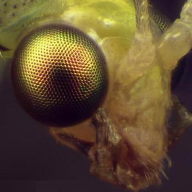 Микроскоп Bresser Advance ICD 10x-160x (5804000)