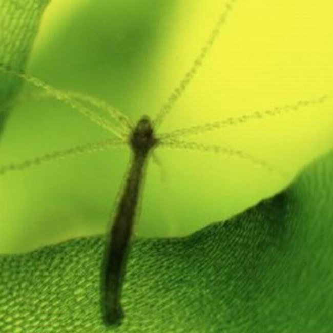 Микроскоп Bresser Advance ICD 10x-160x (5804000)