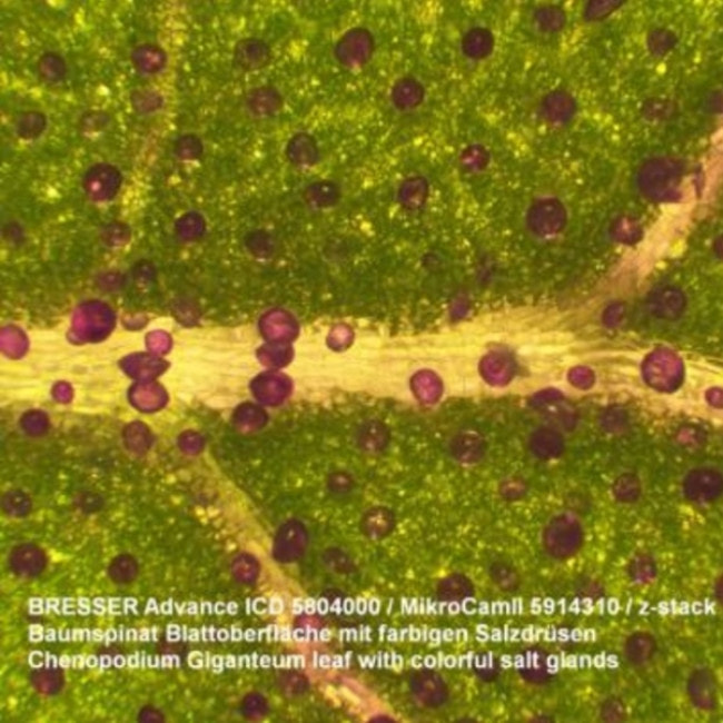 Микроскоп Bresser Advance ICD 10x-160x (5804000)