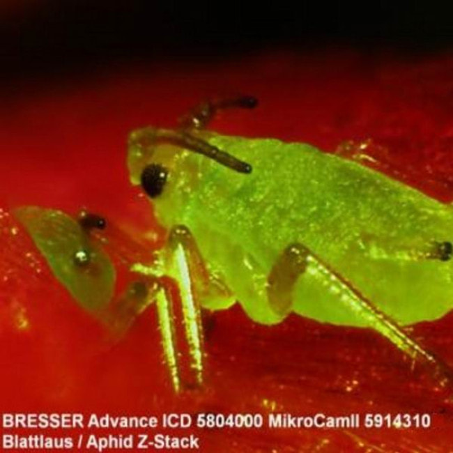 Микроскоп Bresser Advance ICD 10x-160x (5804000)